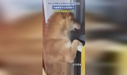 女生趴在阳台吃瓜,女生悠闲时光的甜蜜写照