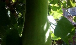 非专业吃瓜人士,非专业吃瓜群众眼中的明星生活