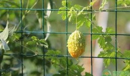 梦见吃赖瓜,揭秘梦中吃赖瓜的神秘寓意