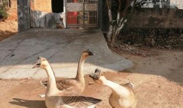 手机壁纸吃瓜鹅,趣味横生的视觉盛宴