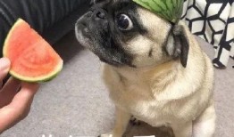 吃瓜够不够表情,够不够？