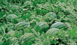 搞笑凉亭吃瓜图片,笑料横生，一场欢乐的夏日盛宴！