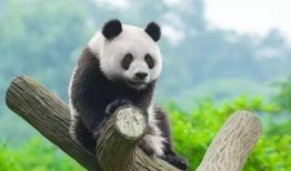 熊猫原地吃瓜视频,原地吃瓜视频走红网络