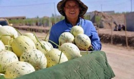 甘肃最新吃瓜视频,揭秘当地奇闻轶事