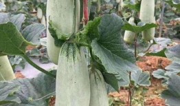 羊角瓜可以保存多久吃,羊角瓜的保鲜与食用期限揭秘