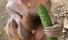 博主吃瓜猴子,揭秘博主吃瓜猴子的幕后故事