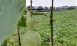 三明吃瓜,揭秘当地特色美食背后的故事