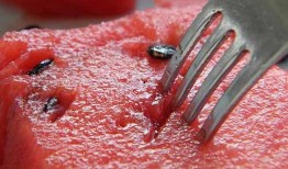 梦到吃半个瓜,探寻瓜中奥秘的奇幻之旅