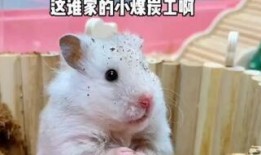 鼠妈吃瓜,揭秘动物界的趣味生活瞬间