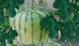 水晶葡萄吃瓜,揭秘吃瓜背后的甜蜜诱惑