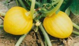 金丝小瓜怎么吃,解锁美味新境界