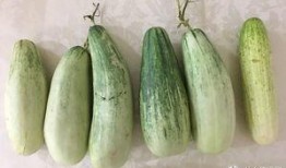 吃瓜群众吃青瓜,吃瓜群众与青瓜的夏日邂逅