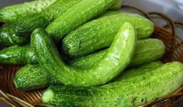 佛头瓜可以直接吃吗