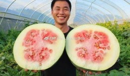 猪可以吃大瓜
