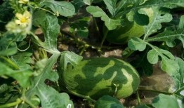 整天在吃瓜,揭秘娱乐圈的“吃瓜”日常