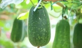 朝堂吃瓜5,揭秘“吃瓜群众”背后的宫廷秘闻