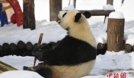 熊猫雪地吃瓜