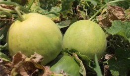 甜瓜有虫吃瓜,守护瓜果的甜蜜