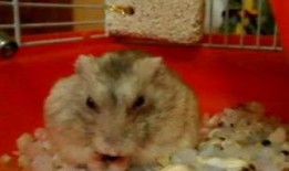 仓鼠吃瓜的声音,揭秘仓鼠吃瓜的独特乐章