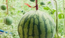 不被吃的瓜,探寻生活中的隐藏秘密